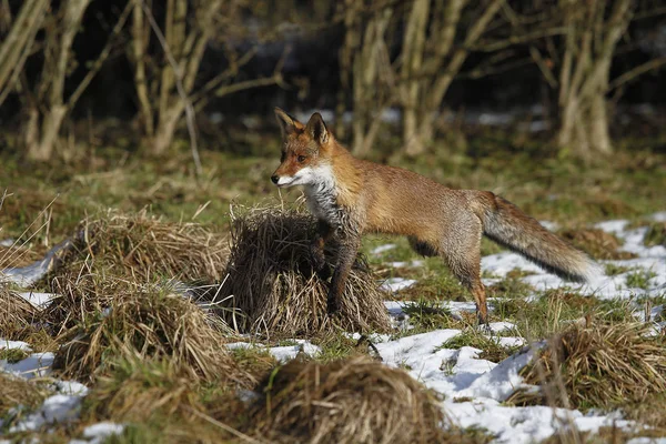 Renard Roux vulpes vulpes — Fotografia de Stock