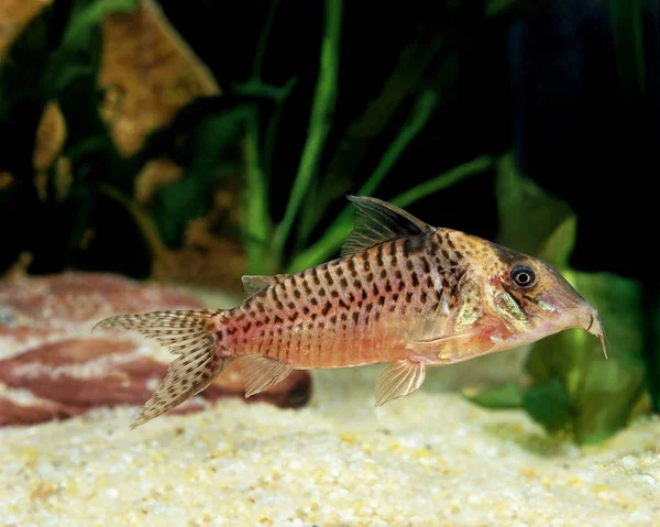 Corydoras corydoras blochi — Stok fotoğraf