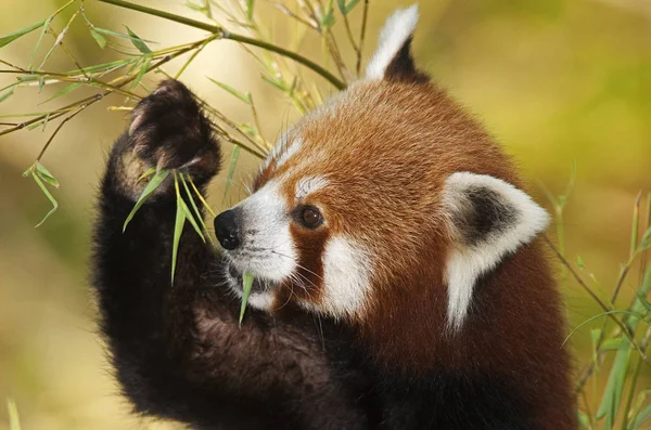 Panda ailurus fulgens — стокове фото