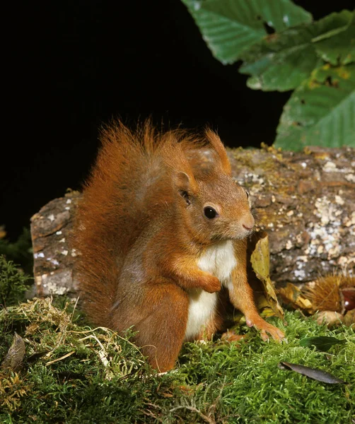 Ecureuil Roux sciurus vulgaris — стокове фото