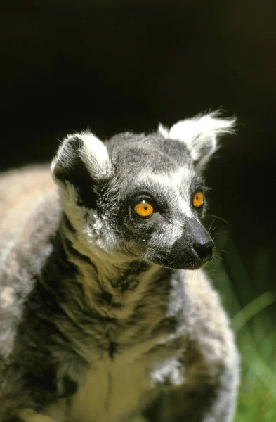 Maki Catta lemur catta — Stok fotoğraf