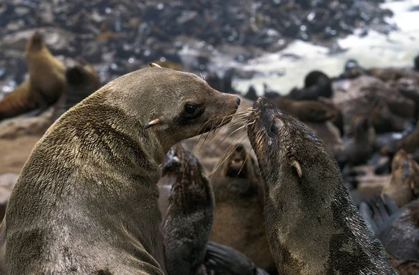 Otarie a fourrure d 'afrique du sud arctocephalus pusillus — Stockfoto