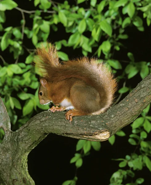 Ecureuil Roux Sciurus vulgaris — Stok fotoğraf