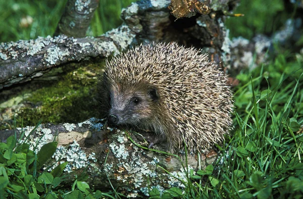 HERISSON D 'EUROPE erinaceus europaeus —  Fotos de Stock