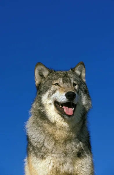 LOUP DU CANADA canis lupus occifellis — стоковое фото