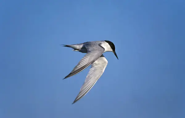 Sterne Des Baleiniers sterna balaenarum — Stock fotografie