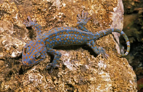 Gecko Tokay gekko gecko — Zdjęcie stockowe