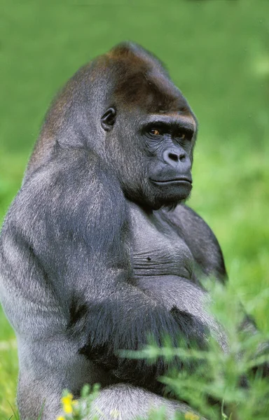 GORILLE DE PLAINE gorilla graueri — стоковое фото