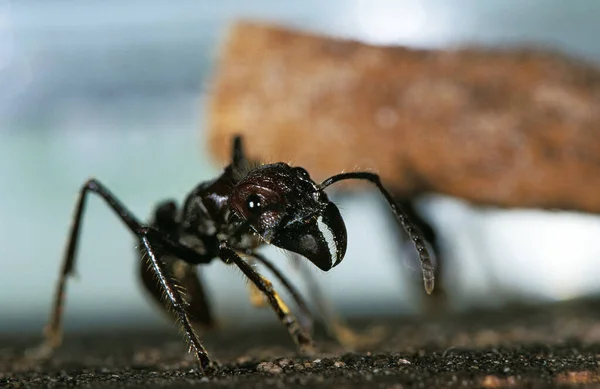 Fourmi Tocandira paraponera clavata — Stock fotografie