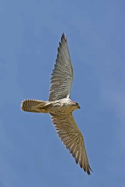 FAUCON SACRE falco cherrug — Stock Photo, Image