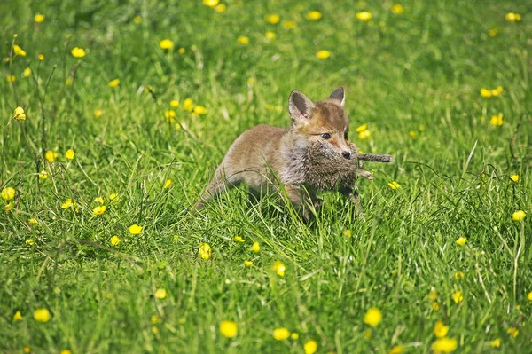 Renard Roux vulpes vulpes — Fotografia de Stock