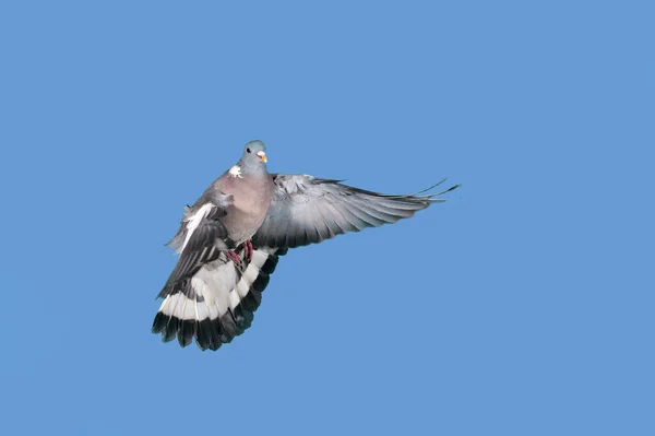 Taubenramier columba palumbus — Stockfoto