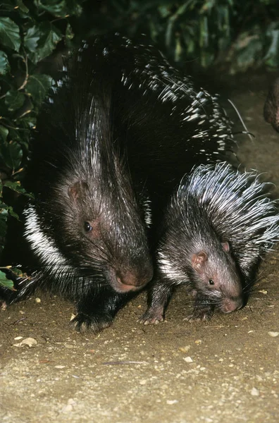 Porc Epic A Crete hystrix cristata — стокове фото