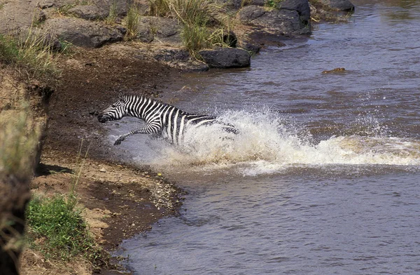 Zebre De Burchell equus burchelli — Zdjęcie stockowe