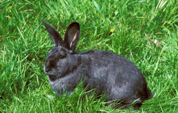 Lapin Bleu De Vienne — Stock fotografie