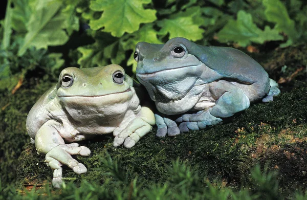 Rainette De White litoria caerulea — стокове фото