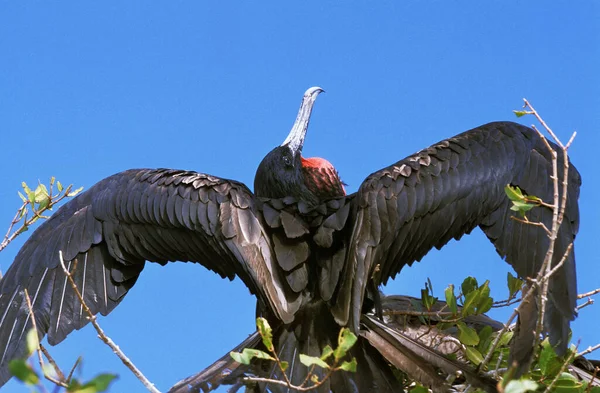 Frégate Superbe fregata magnificens — Photo