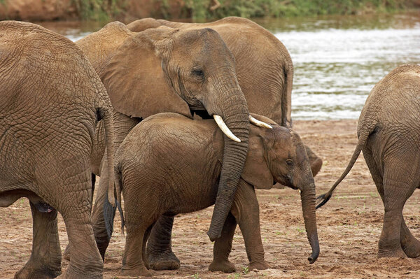 African Elephant, loxodonta africana, Herd standing near River, Samburu Park in Kenya