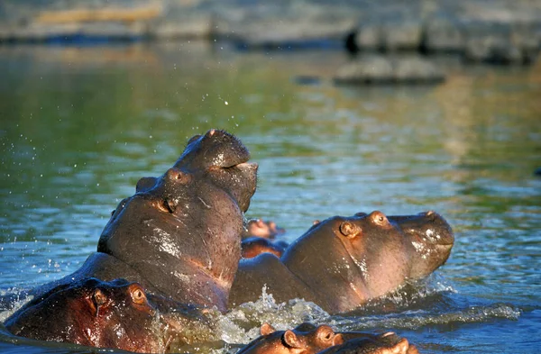 HIPPOPOTAME hipopótamo anfíbio — Fotografia de Stock