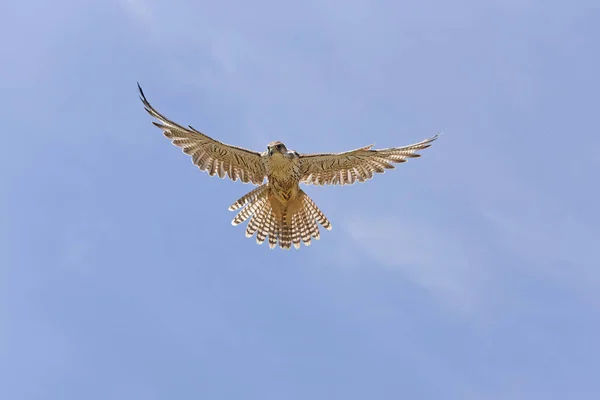 Faucon sacre Falco Kirschteppich — Stockfoto