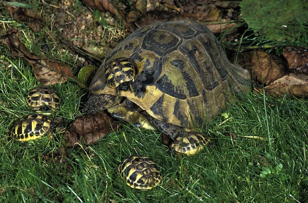 Tortue d 'hermann testudo hermanni — Stockfoto