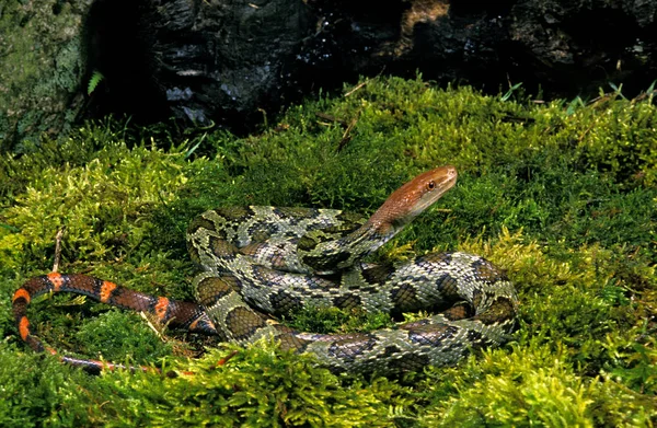 Serpente Elaphe elaphe moellendorffi — Fotografia de Stock
