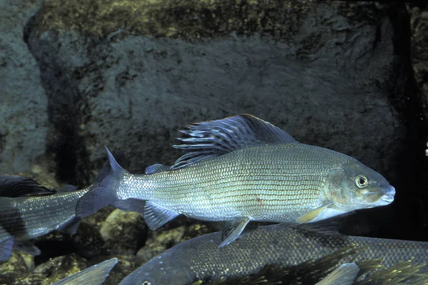 Barwa Commun thymallus thymallus — Zdjęcie stockowe