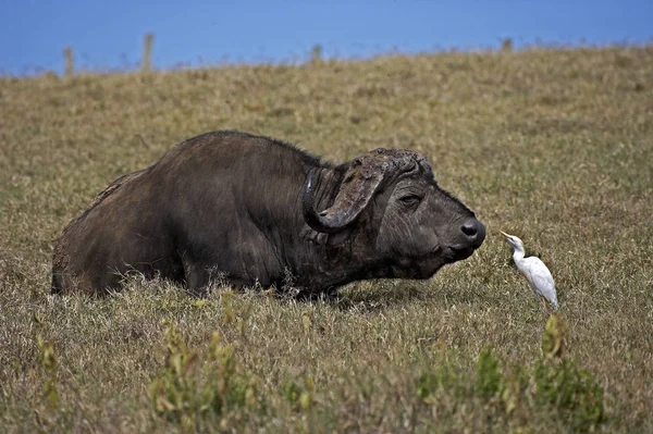 Caffer de Buffle d'Afrique syncerus — Photo