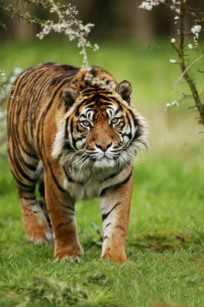 TIGRE DE SUMATRA pantera tigris sumatrae — Foto Stock