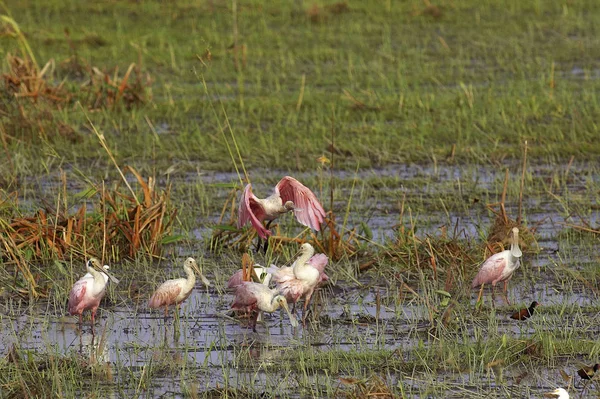 Spatule Rose platalea ajaja — Φωτογραφία Αρχείου