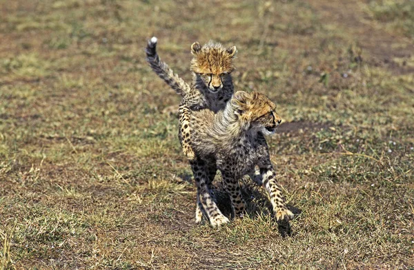 Acinonice jubatus di Guepard — Foto Stock