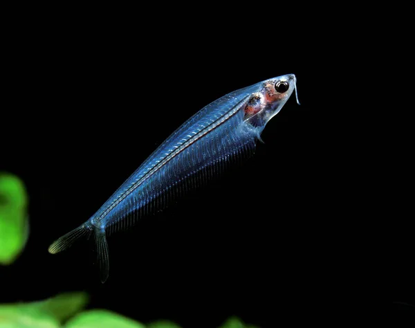 Silencio De Verre kryptopterus bicirrhis —  Fotos de Stock