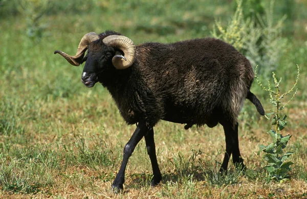 Mouton Karakul — Foto de Stock