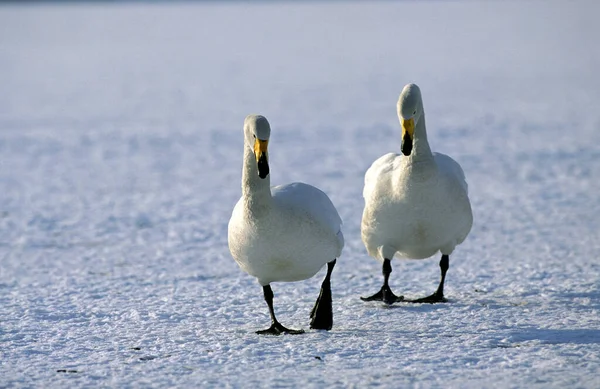 CyGNE CHANTEUR cygnus cygnus — Foto Stock