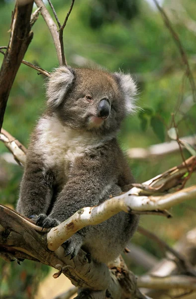 Koala phascolarctos cinereus — Stockfoto