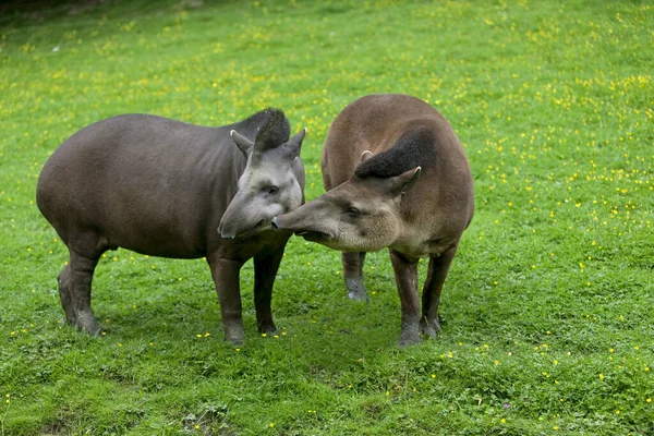 Tapir Du Bresil Tapirus terrestris — Stockfoto