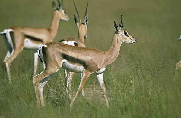 Gazelle De Grant gazella granti — Foto Stock