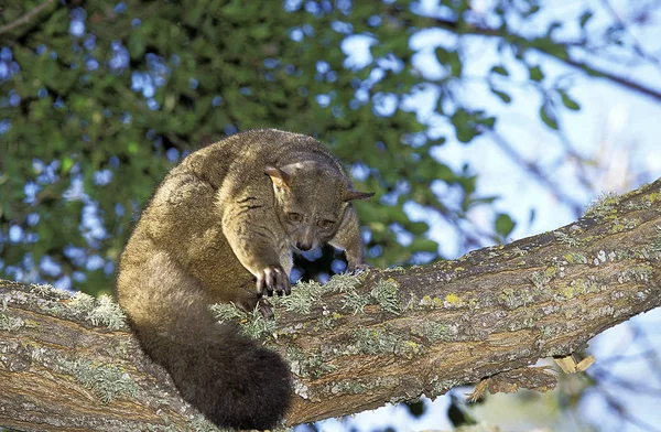 Galago A Queue Touffue otolemur crassicaudatus — Fotografia de Stock