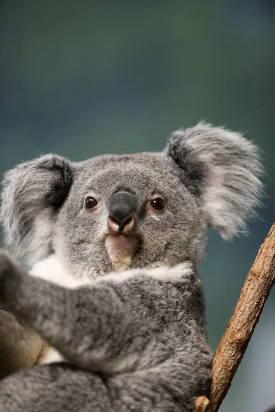 Koala phascolarctos cinereus — Fotografia de Stock