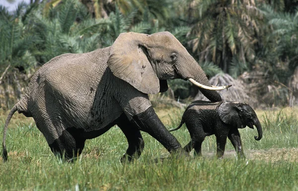Slon D 'Afrique loxodonta africana — Stock fotografie