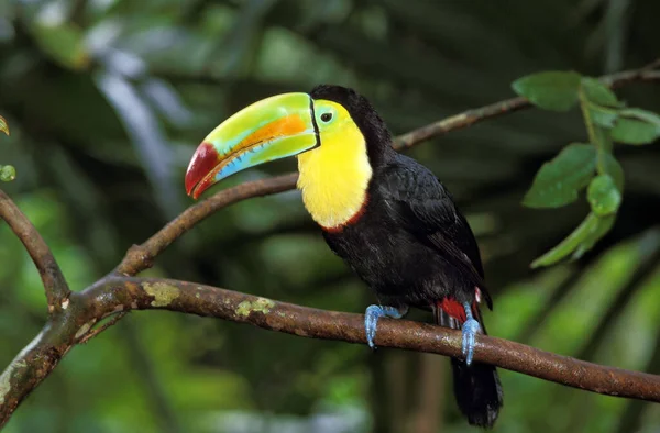 Toucan A Carene ramphastos sulfuratus — Fotografia de Stock