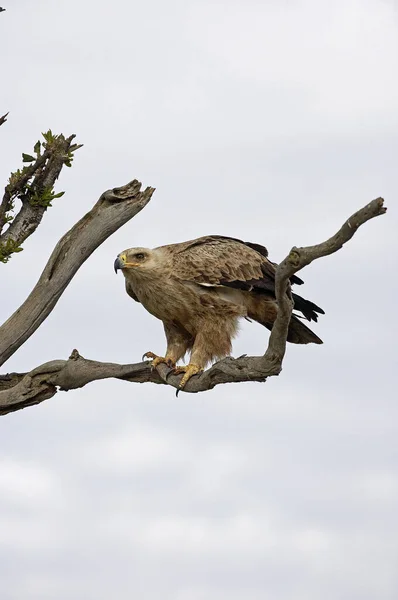 AIGLE RAVISSEUR aquila rapax — Stock Photo, Image