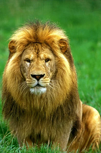 Lejon D 'Afrique panthera leo — Stockfoto