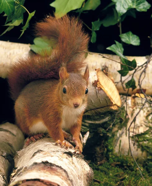 Ecureuil Roux sciurus vulgaris — стокове фото