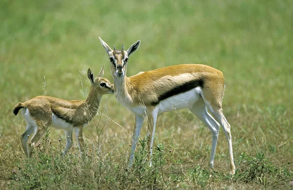 Gazelle De Thomson gazella thomsoni — Φωτογραφία Αρχείου