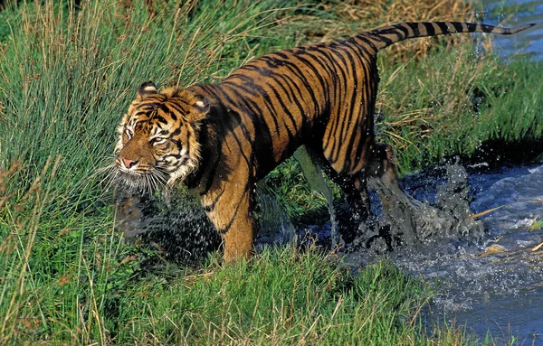 Tigre De Sumatra tigris panthera sumatrae — Fotografia de Stock