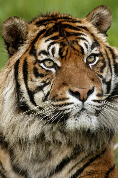 Tigre De Sumatra panthera tigris sumatrae — Stockfoto