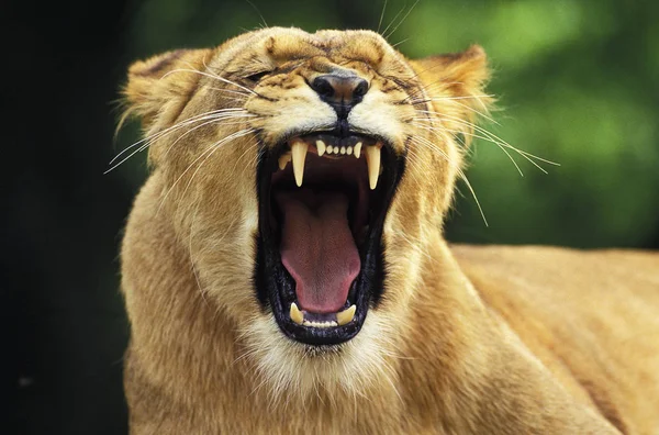 LION D 'AFRIQUE panthera leo — Fotografia de Stock