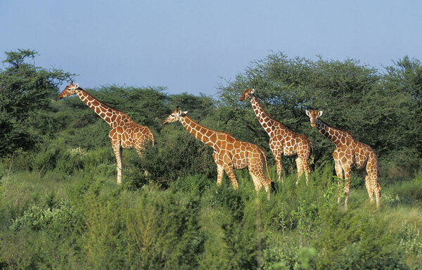 Reticulated Giraffe, giraffa camelopardalis reticulata, Group at Samburu Park in Kenya