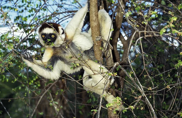 Propitheque De Verreaux propithecus verreauxi — Φωτογραφία Αρχείου